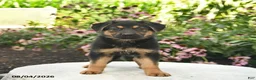 German Shepherd dogs for sale: Lily  - Ad 2