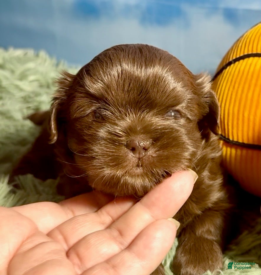 Shih Tzu dogs Milk Chocolate - Ad 2