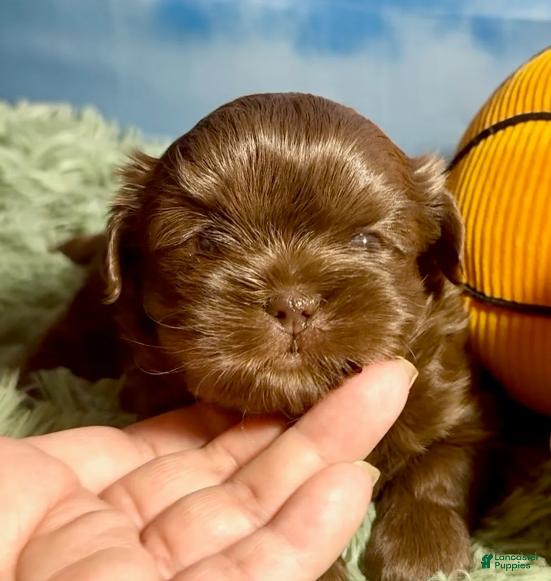 Shih Tzu dogs for sale: Milk Chocolate - Ad 2