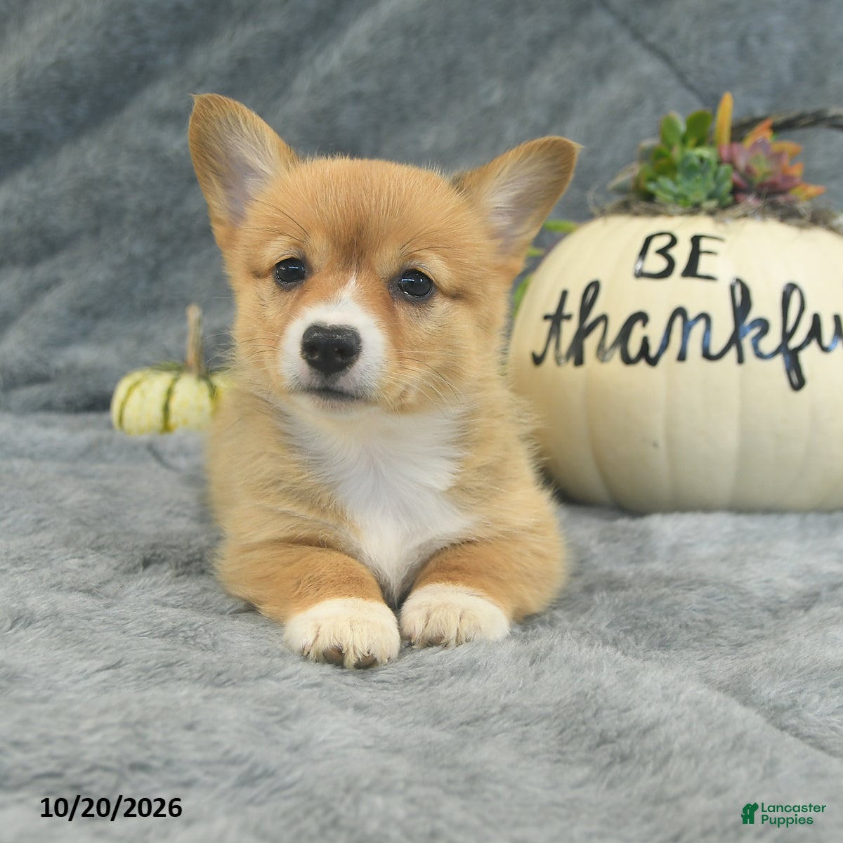 Welsh Corgi Pembroke dogs Mocha  - Ad 2
