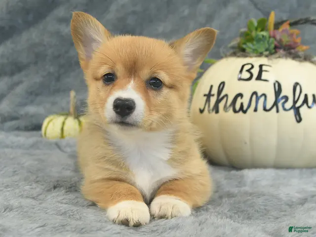 Welsh Corgi Pembroke dogs for sale: Mocha - Ad 2