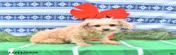 Pomapoo dogs for sale: Lil Taffy - Ad 6