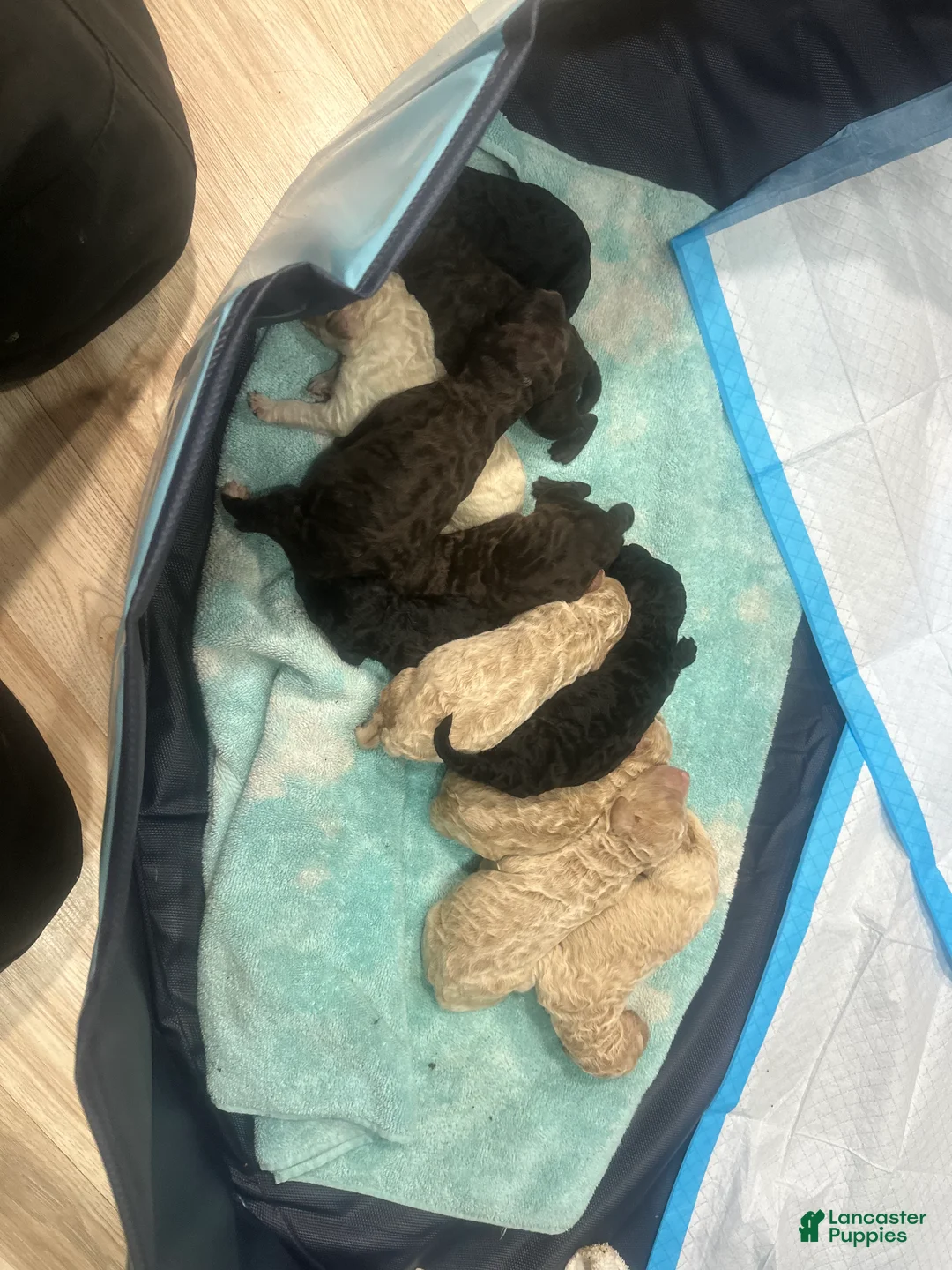 Labradoodle dogs for sale: Labradoodle 1 - Ad 1
