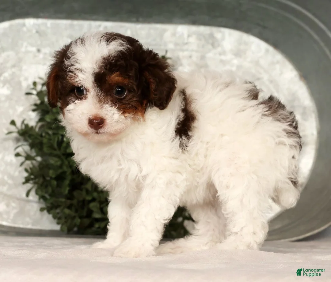 Toy Poodle dogs for sale: Molly - Ad 8