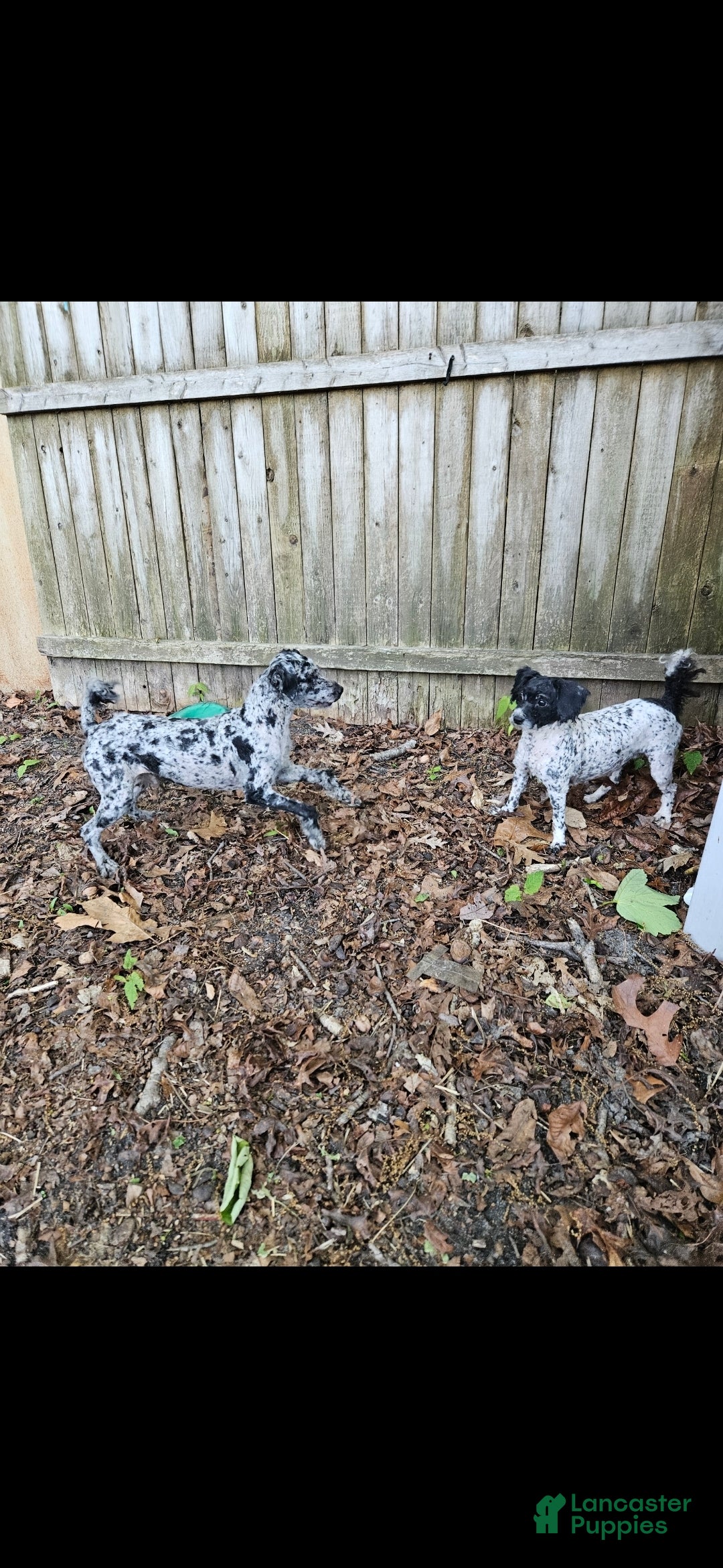 Miniature Poodle dogs Miniature Poodle Puppy 1 - Ad 2
