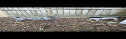 Miniature Poodle dogs for sale: Miniature Poodle Puppy 1 - Ad 2