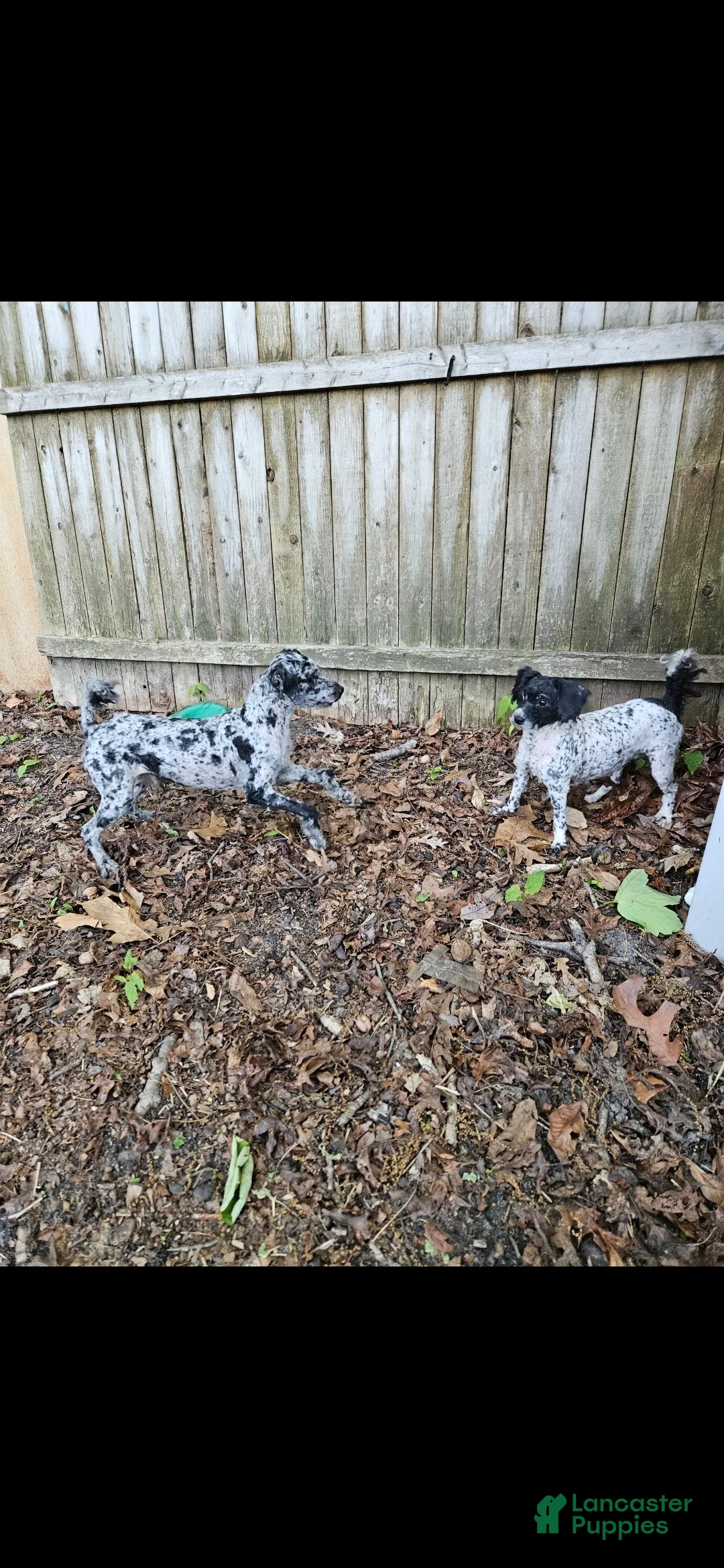Miniature Poodle dogs for sale: Miniature Poodle Puppy 1 - Ad 2