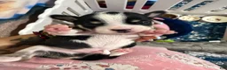 Chihuahua dogs for sale: Chihuahua 1 - Ad 1