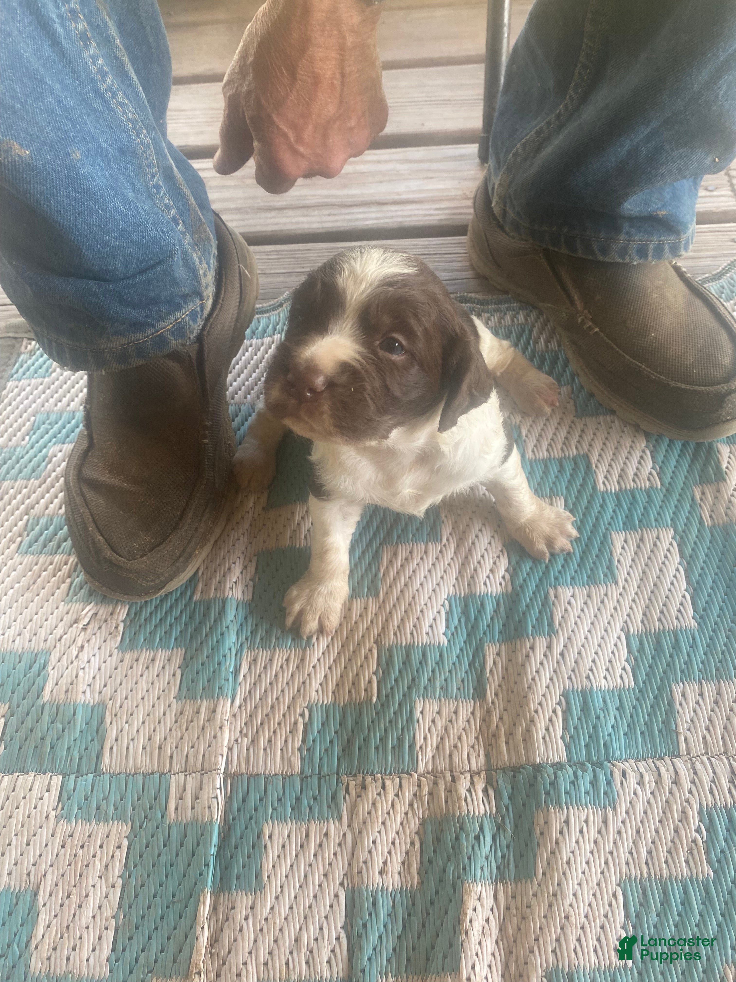 Brittany Spaniel dogs Brittany Spaniel Puppy 1 - Ad 3