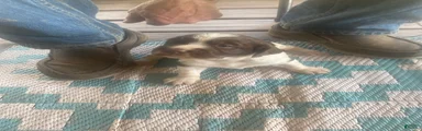 Brittany Spaniel Puppy 1