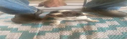 Brittany Spaniel dogs for sale: Brittany Spaniel Puppy 1 - Ad 1
