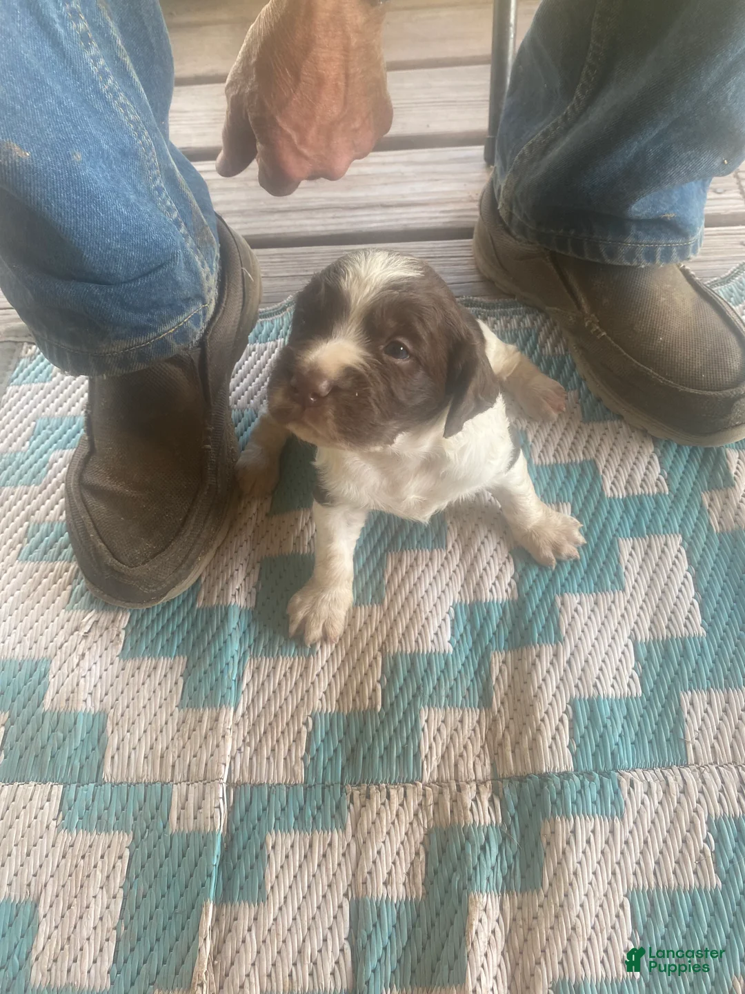 Brittany Spaniel dogs for sale: Brittany Spaniel Puppy 1 - Ad 1