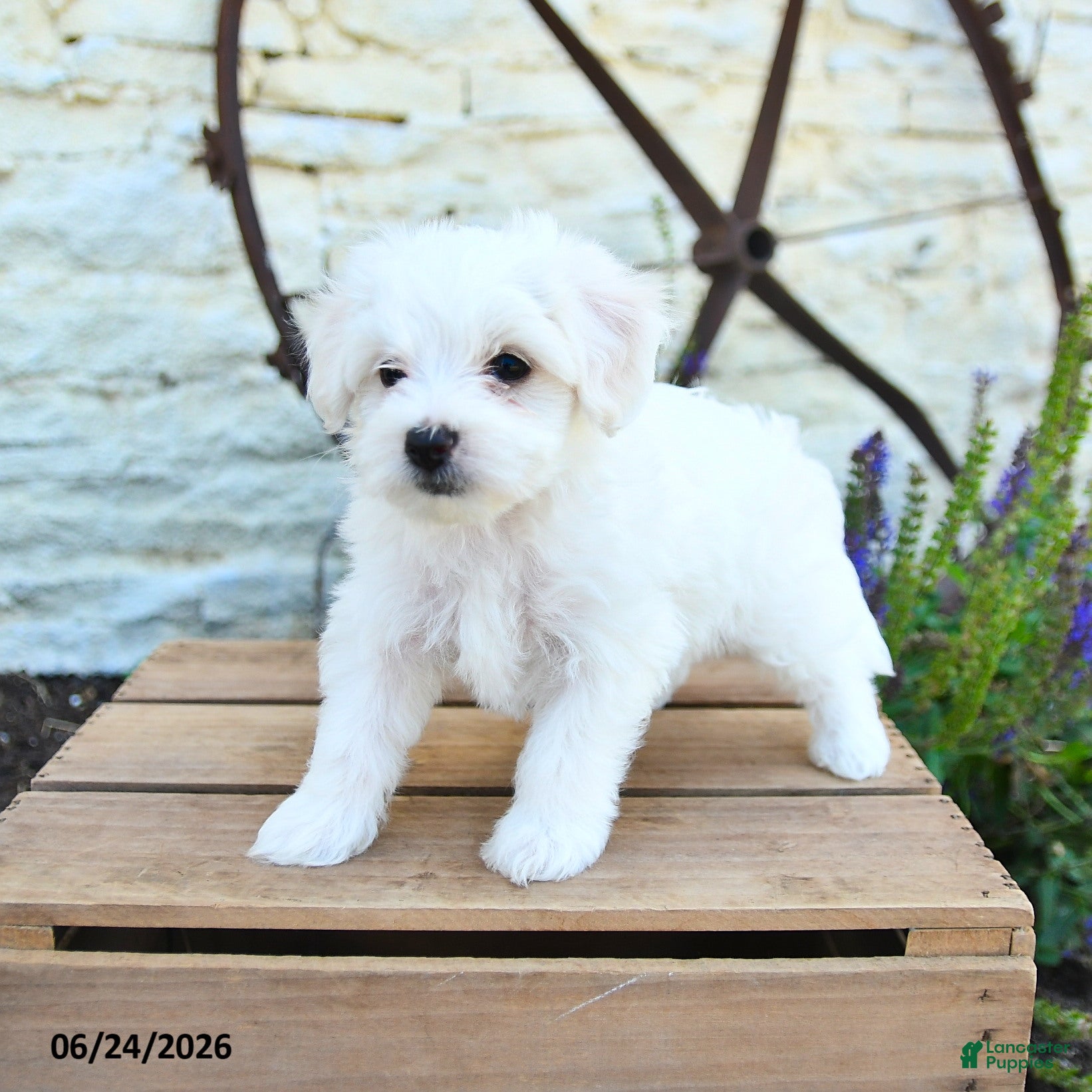 Mixed Breed dogs Everett - Ad 1