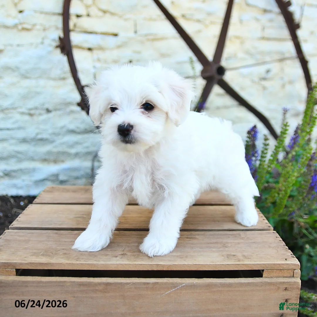 Mixed Breed dogs for sale: Everett - Ad 1