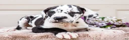 Great Dane dogs for sale: Lilly - Ad 1