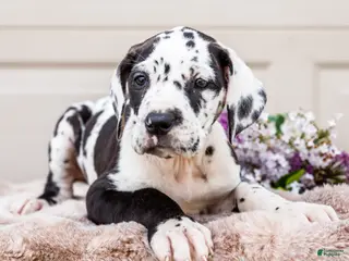 Great Dane dogs for sale: Lilly - Ad 1