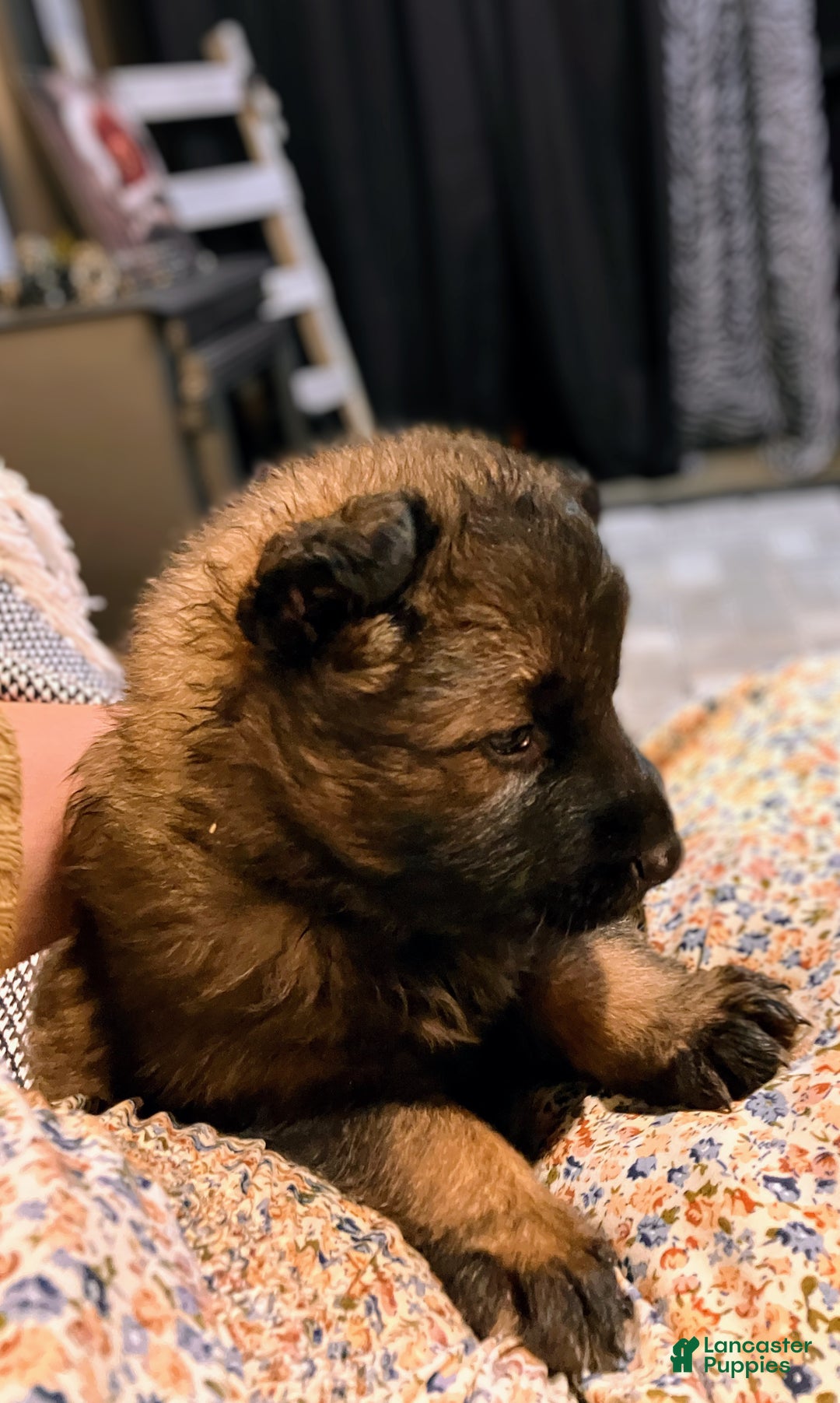German Shepherd dogs for sale: ♥️SWEET SABLE ♥️ - Ad 22