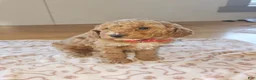 Miniature Poodle dogs for sale: Toffee - Ad 4