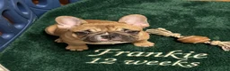 French Bulldog dogs for sale: Frankie - Ad 4