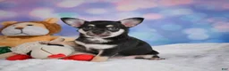 Chihuahua dogs for sale: Callie - Ad 11