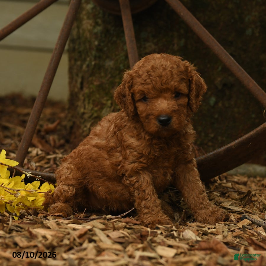 Goldendoodle dogs for sale: Melody - Ad 1