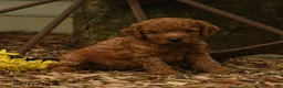 Goldendoodle dogs for sale: Melody - Ad 1