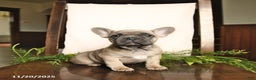French Bulldog dogs for sale: Annie - Ad 6