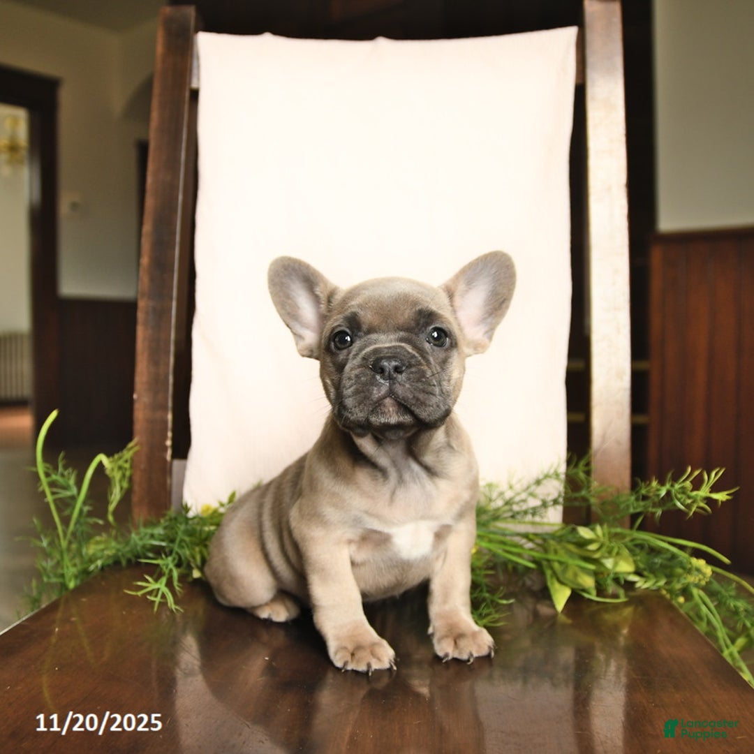 French Bulldog dogs for sale: Annie - Ad 6