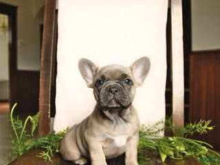 French Bulldog dogs Annie - Ad 39