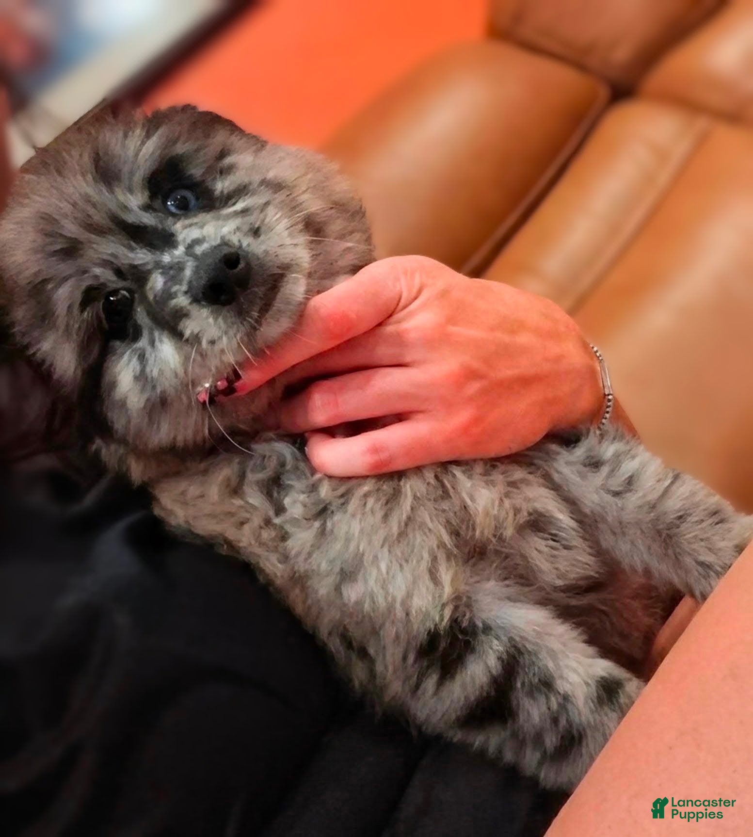Pomsky dogs for sale: Peace - Ad 4