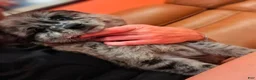 Pomsky dogs for sale: Peace - Ad 1
