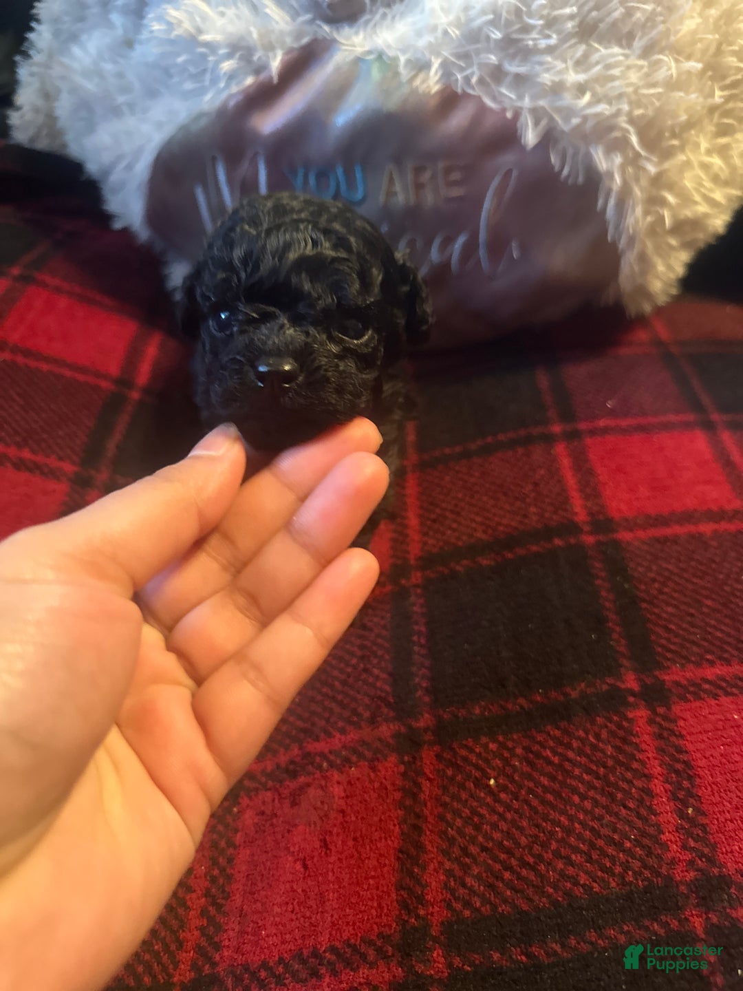 Toy Poodle dogs for sale: Toy Poodle Puppy 3 - Ad 8