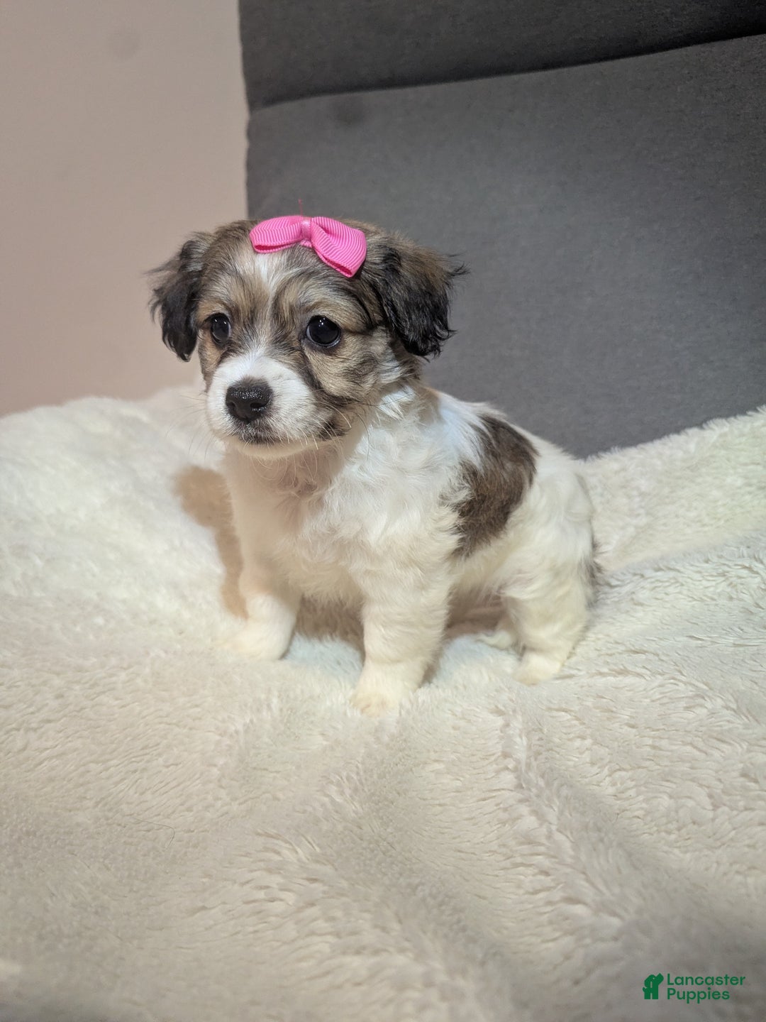 Havanese dogs for sale: Pebbles (short haired) - Ad 4