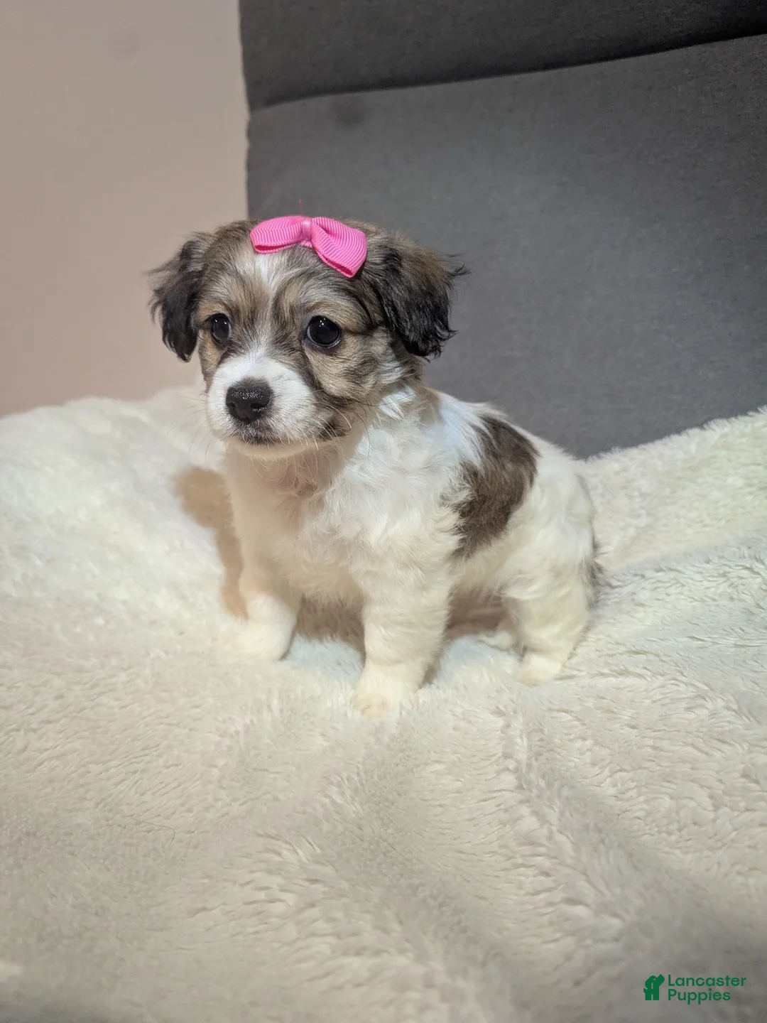 Havanese dogs for sale: Pebbles (short haired) - Ad 4