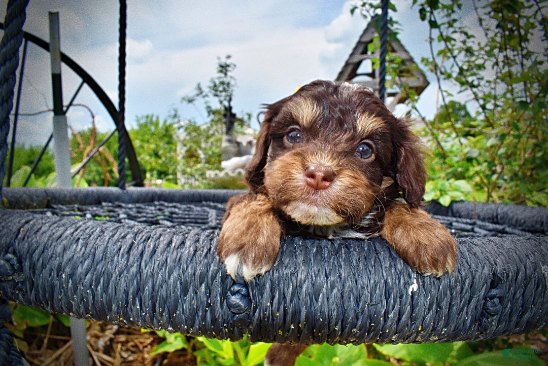 Havapoo dogs for sale: Vixen - Ad 2