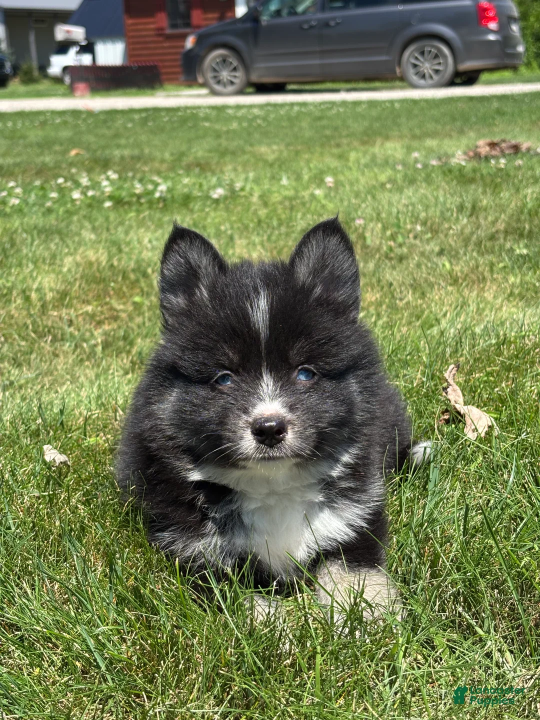 Pomsky dogs for sale: Catalina - Ad 3