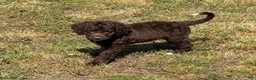 Mini Goldendoodle dogs for sale: Callie - Ad 4