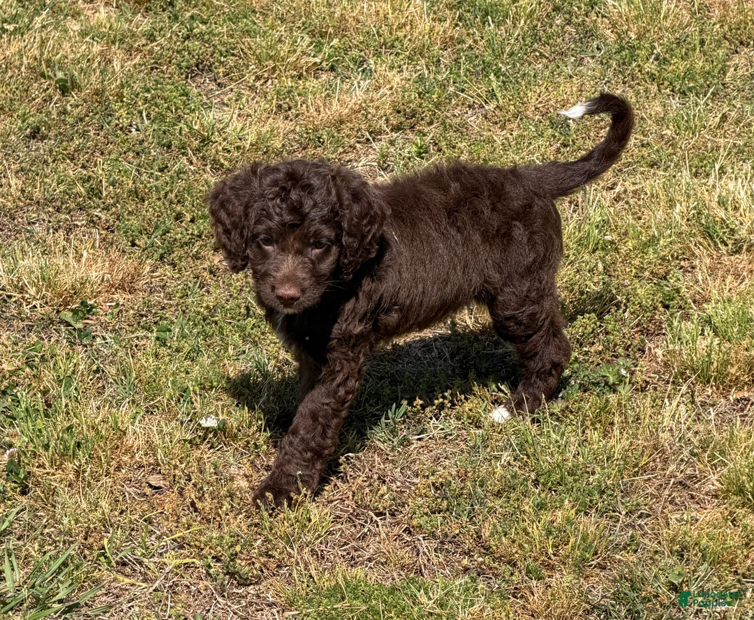 Mini Goldendoodle dogs for sale: Callie - Ad 4