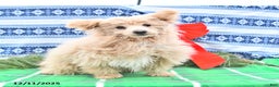 Pomapoo dogs for sale: Teddy Bear - Ad 1