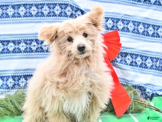 Pomapoo dogs Teddy Bear - Ad 5