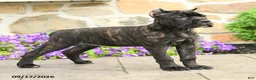 Cane Corso dogs for sale: Coda  - Ad 5