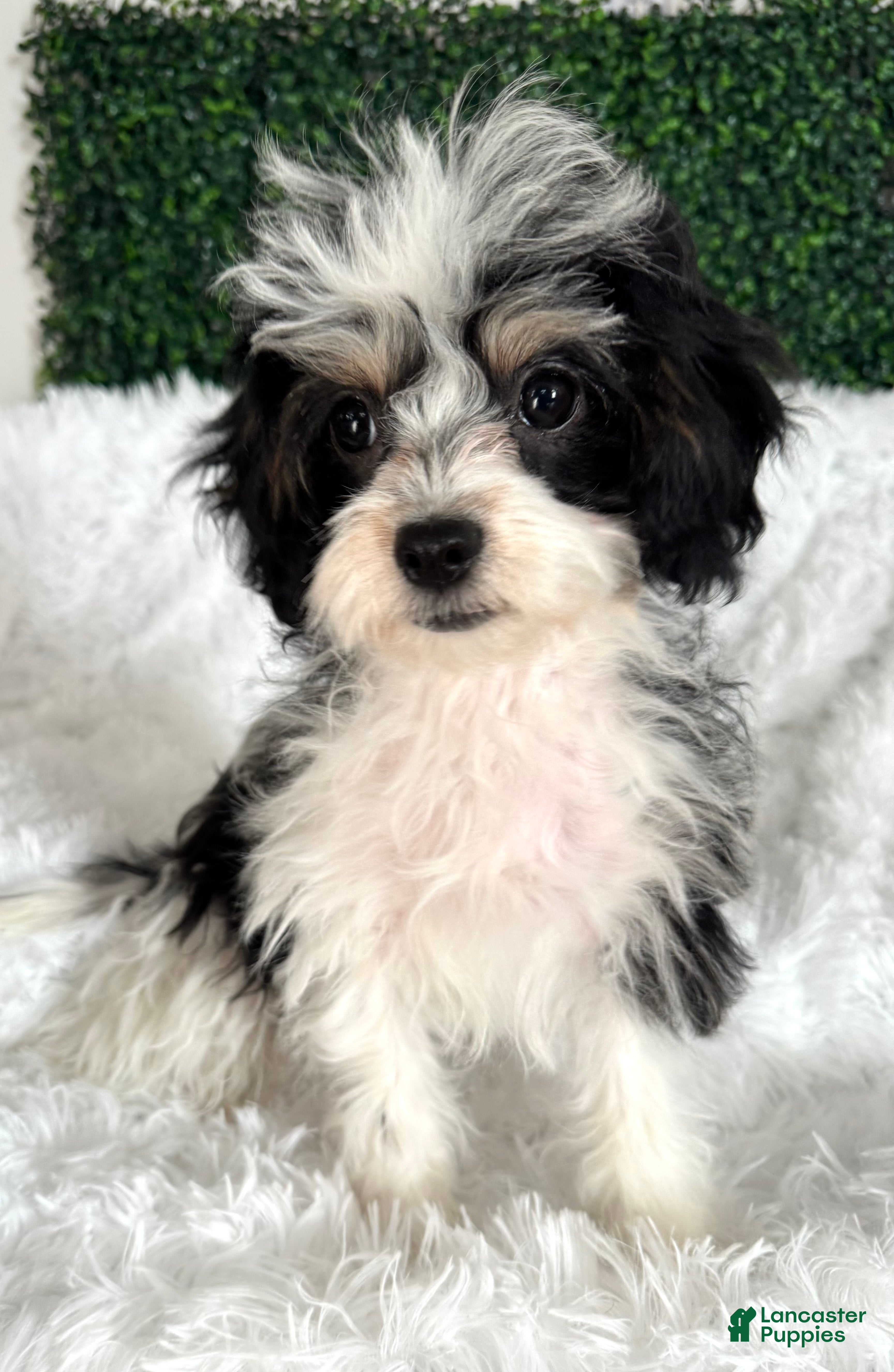 Cavapoo dogs Mistletoe - Ad 9