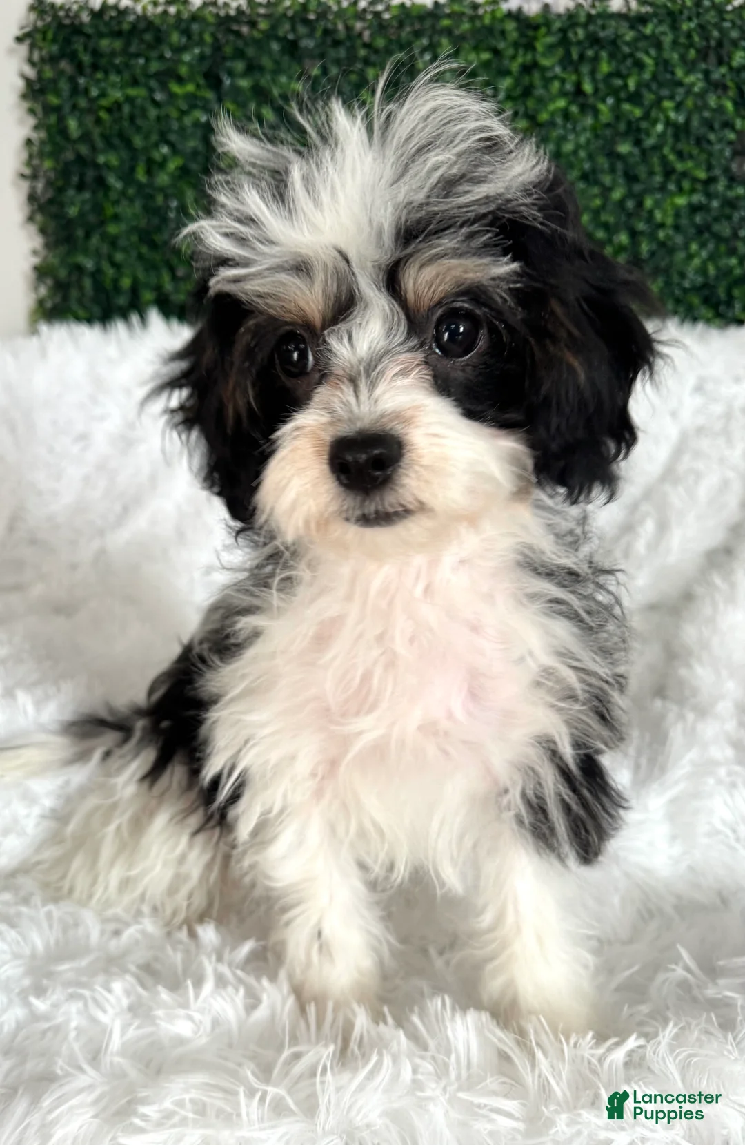 Cavapoo dogs for sale: Mistletoe - Ad 1