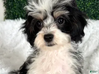 Cavapoo dogs Mistletoe - Ad 11