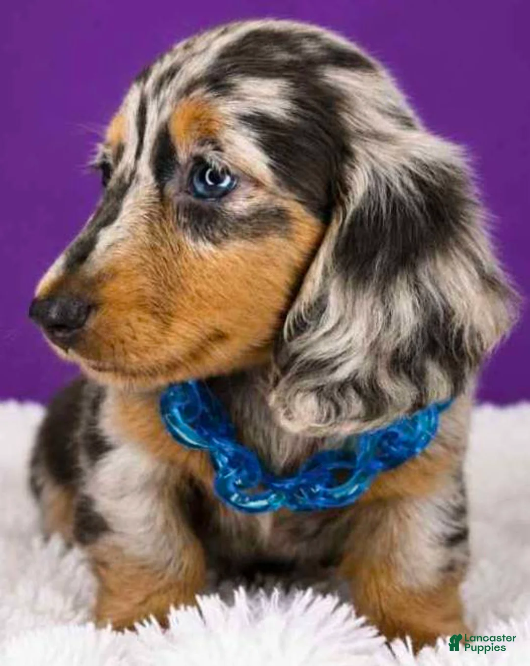 Dachshund dogs for sale: Dachshund 1 - Ad 3