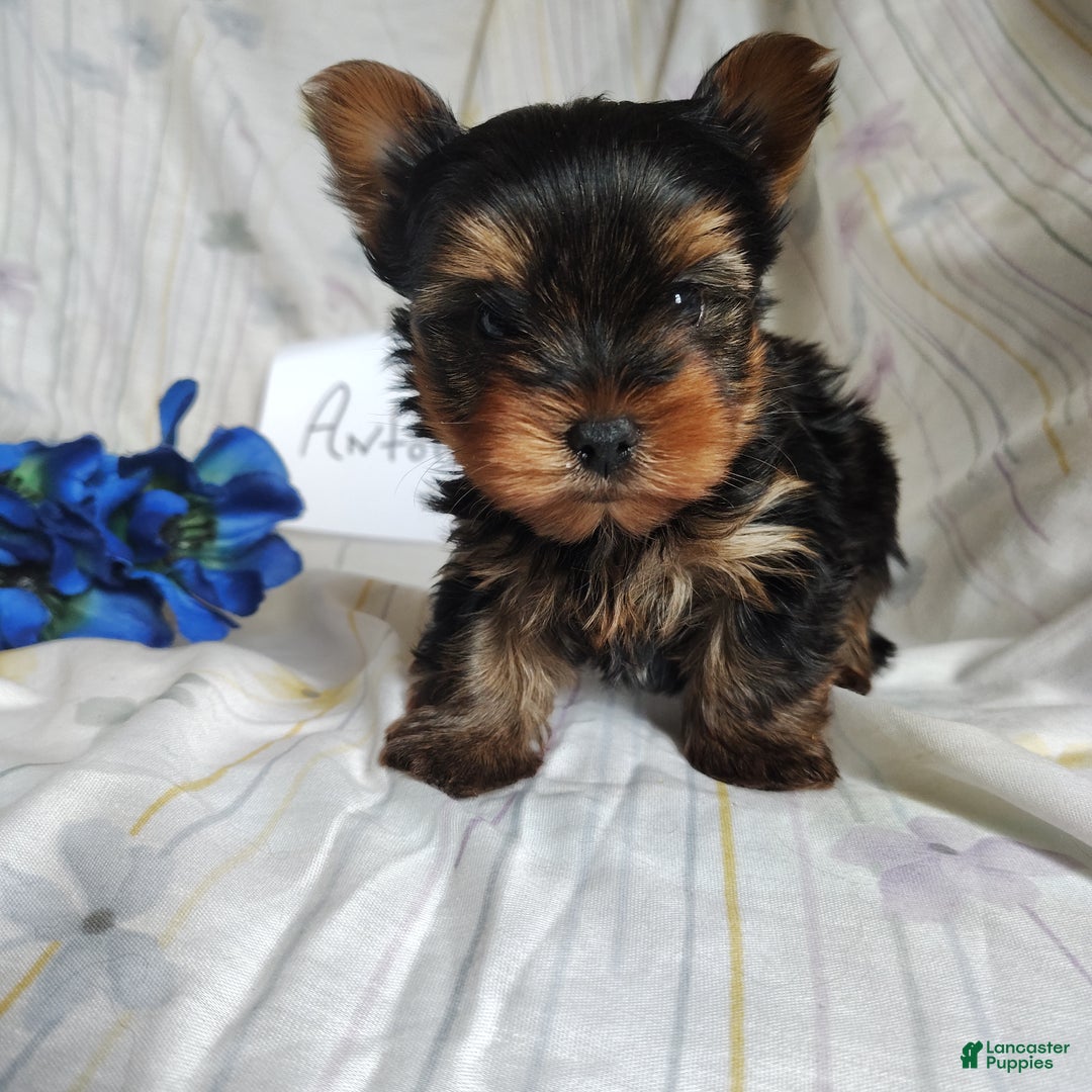 Yorkshire Terrier dogs for sale: Antonio - Ad 3