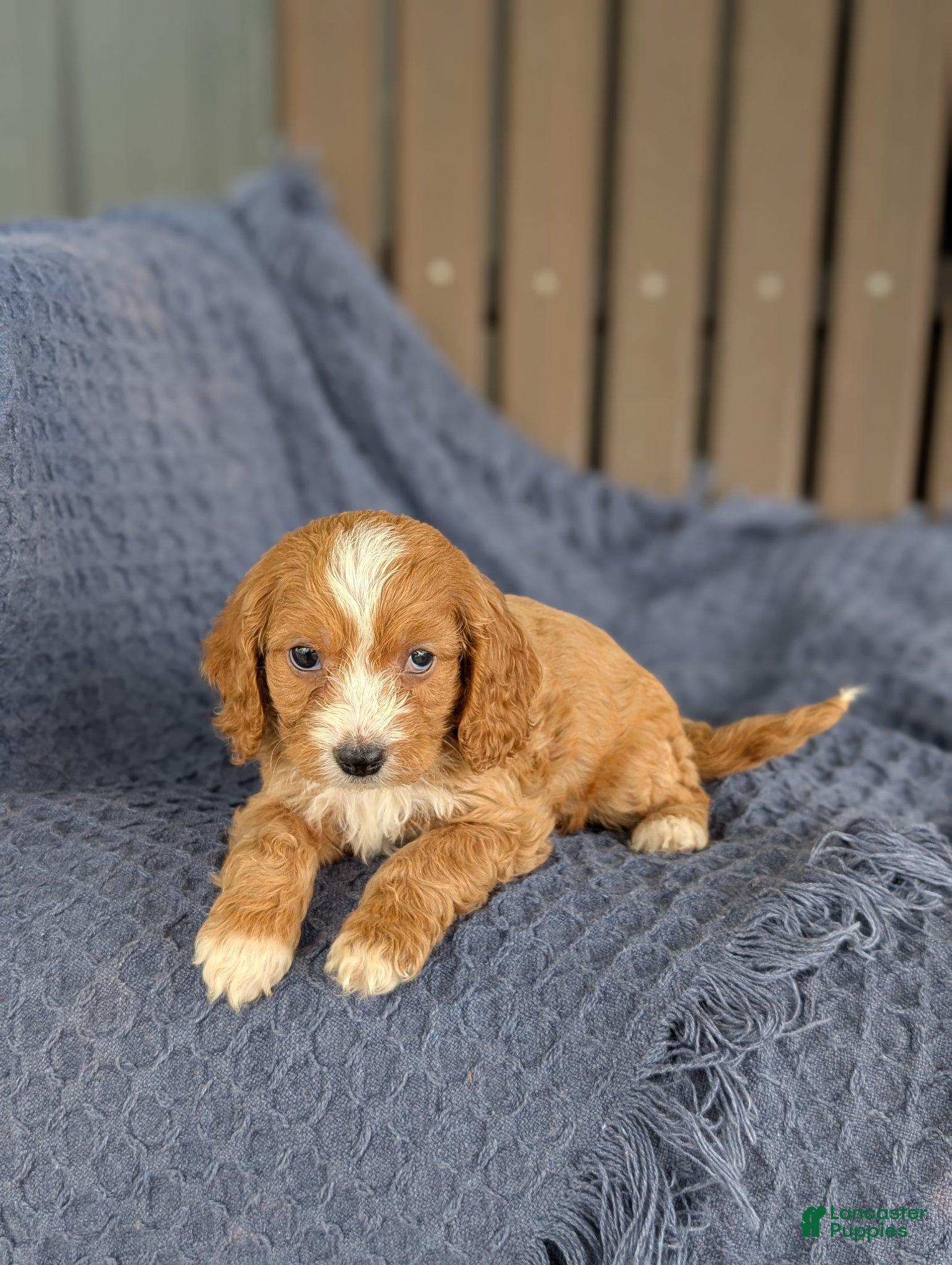 Cavapoo dogs Eloise  - Ad 2