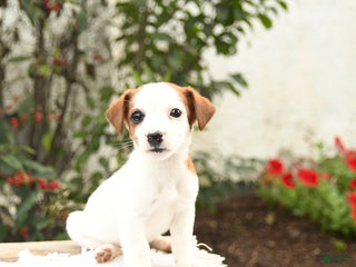 Jack Russell Terrier dogs - Ad 30