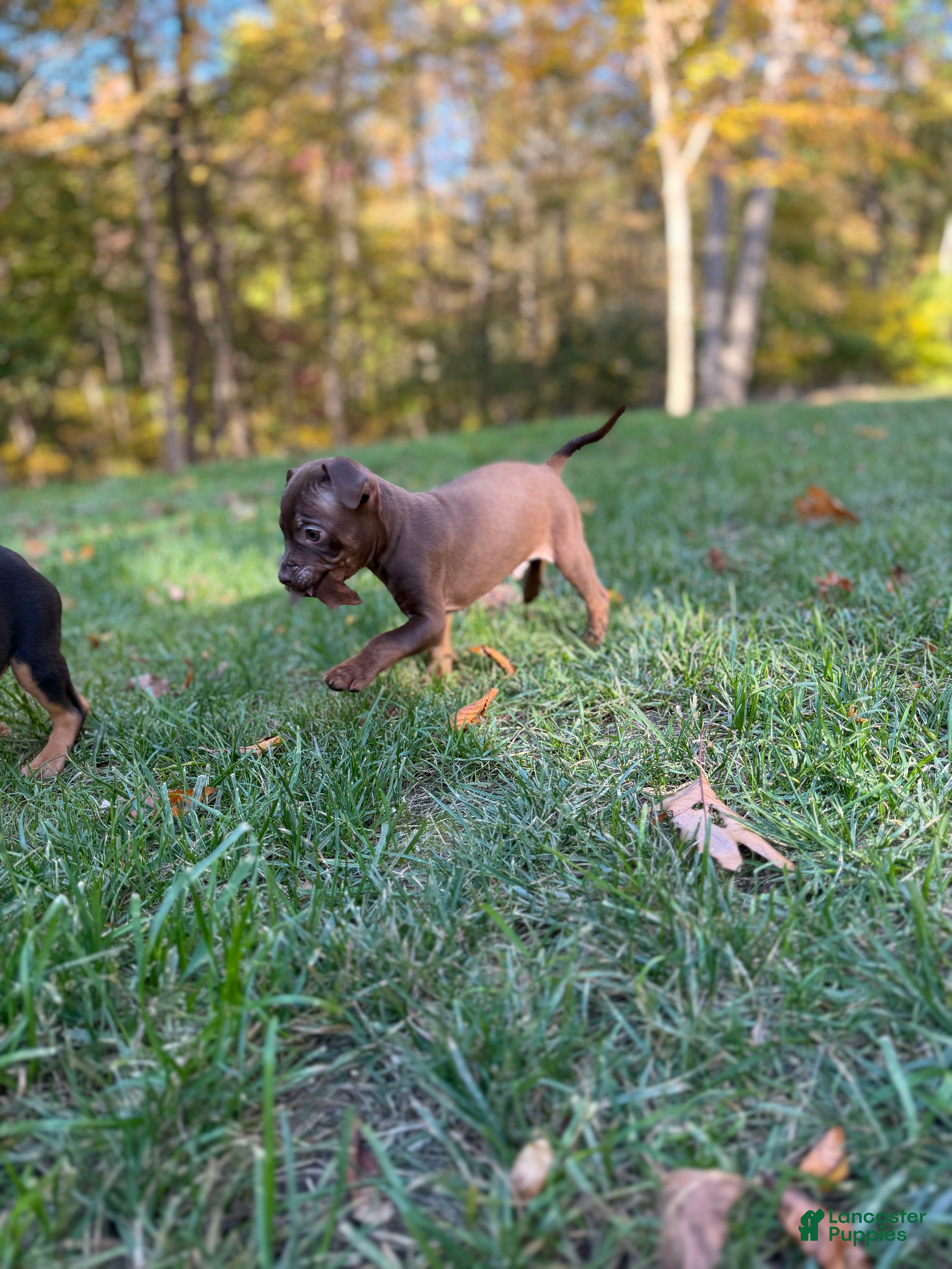 Mixed Breed dogs for sale: Mixed Breed 7 - Ad 17