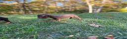 Mixed Breed dogs for sale: Mixed Breed 7 - Ad 1